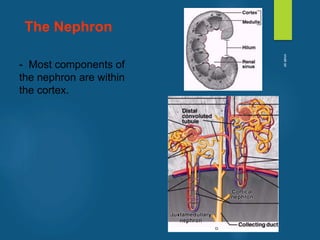 - Most components of
the nephron are within
the cortex.
The Nephron
vivek
sir
 