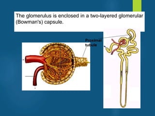 The glomerulus is enclosed in a two-layered glomerular
(Bowman's) capsule.
Proximal
tubule
vivek
sir
 