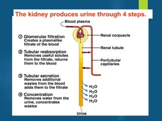 The kidney produces urine through 4 steps.
vivek
sir
 