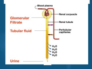Glomerular
Filtrate
Tubular fluid
Urine
vivek
sir
 