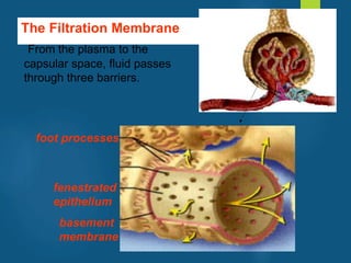 The Filtration Membrane
From the plasma to the
capsular space, fluid passes
through three barriers.
fenestrated
epithelium
basement
membrane
foot processes
vivek
sir
 
