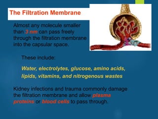 The Filtration Membrane
Almost any molecule smaller
than 3 nm can pass freely
through the filtration membrane
into the capsular space.
These include:
Water, electrolytes, glucose, amino acids,
lipids, vitamins, and nitrogenous wastes
Kidney infections and trauma commonly damage
the filtration membrane and allow plasma
proteins or blood cells to pass through.
vivek
sir
 