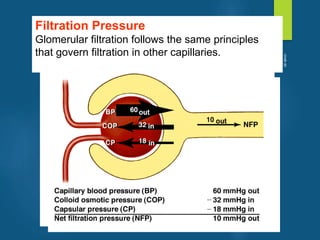 Filtration Pressure
Glomerular filtration follows the same principles
that govern filtration in other capillaries.
vivek
sir
 