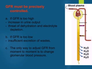 GFR must be precisely
controlled.
a. If GFR is too high
- increase in urine output
- threat of dehydration and electrolyte
depletion.
b. If GFR is too low
- insufficient excretion of wastes.
c. The only way to adjust GFR from
moment to moment is to change
glomerular blood pressure.
vivek
sir
 