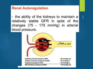 Renal Autoregulation
- the ability of the kidneys to maintain a
relatively stable GFR in spite of the
changes (75 - 175 mmHg) in arterial
blood pressure.
vivek
sir
 