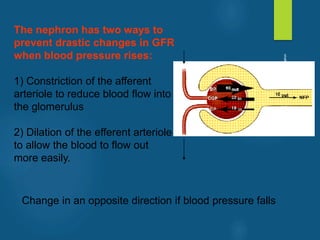The nephron has two ways to
prevent drastic changes in GFR
when blood pressure rises:
1) Constriction of the afferent
arteriole to reduce blood flow into
the glomerulus
2) Dilation of the efferent arteriole
to allow the blood to flow out
more easily.
Change in an opposite direction if blood pressure falls
vivek
sir
 