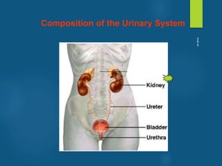 Composition of the Urinary System
vivek
sir
 