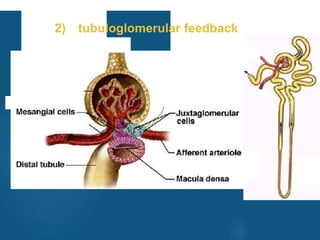 2) tubuloglomerular feedback
vivek
sir
 