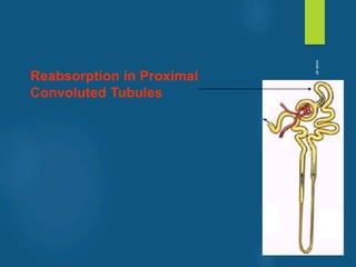 Reabsorption in Proximal
Convoluted Tubules
vivek
sir
 