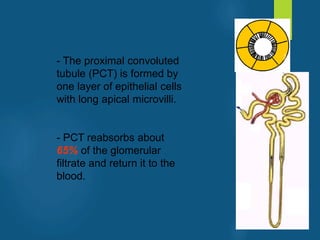 - The proximal convoluted
tubule (PCT) is formed by
one layer of epithelial cells
with long apical microvilli.
- PCT reabsorbs about
65% of the glomerular
filtrate and return it to the
blood.
vivek
sir
 
