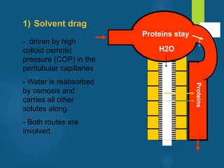 1) Solvent drag
- driven by high
colloid osmotic
pressure (COP) in the
peritubular capillaries
- Water is reabsorbed
by osmosis and
carries all other
solutes along.
- Both routes are
involved.
Proteins stay
H2O
Proteins
vivek
sir
 