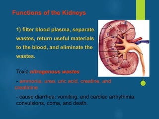 Functions of the Kidneys
1) filter blood plasma, separate
wastes, return useful materials
to the blood, and eliminate the
wastes.
Toxic nitrogenous wastes
- ammonia, urea, uric acid, creatine, and
creatinine
- cause diarrhea, vomiting, and cardiac arrhythmia,
convulsions, coma, and death.
vivek
sir
 