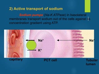 2) Active transport of sodium
Sodium pumps (Na-K ATPase) in basolateral
membranes transport sodium out of the cells against its
concentration gradient using ATP.
capillary PCT cell Tubular
lumen
Na+
K+
Na+
vivek
sir
 