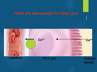 There are also pumps for other ions
capillary PCT cell Tubular
lumen
Ca++
Ca++
vivek
sir
 