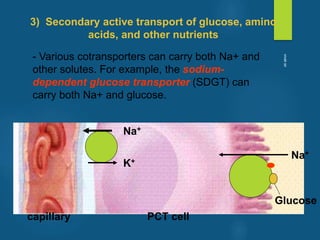 - Various cotransporters can carry both Na+ and
other solutes. For example, the sodium-
dependent glucose transporter (SDGT) can
carry both Na+ and glucose.
3) Secondary active transport of glucose, amino
acids, and other nutrients
Na+
Glucose
capillary PCT cell
Na+
K+
vivek
sir
 
