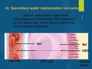 Sodium reabsorption makes both
intracellular and extracellular fluid hypertonic
to the tubular fluid. Water follows sodium into
the peritubular capillaries.
4) Secondary water reabsorption via osmosis
H2O
Na+
Na+
capillary PCT cell Tubular
lumen
vivek
sir
 