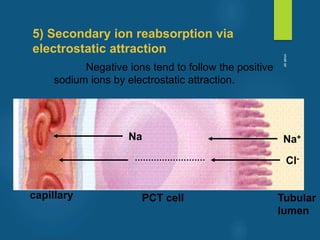 Negative ions tend to follow the positive
sodium ions by electrostatic attraction.
5) Secondary ion reabsorption via
electrostatic attraction
Na Na+
Cl-
capillary PCT cell Tubular
lumen
vivek
sir
 