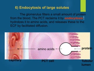 The glomerulus filters a small amount of protein
from the blood. The PCT reclaims it by endocytosis,
hydrolzes it to amino acids, and releases these to the
ECF by facilitated diffusion.
6) Endocytosis of large solutes
protein
capillary PCT cell Tubular
lumen
amino acids
vivek
sir
 
