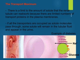 The Transport Maximum
- There is a limit to the amount of solute that the renal
tubule can reabsorb because there are limited numbers of
transport proteins in the plasma membranes.
- If all the transporters are occupied as solute molecules
pass through, some solute will remain in the tubular fluid
and appear in the urine.
Na+
Glucose
Example of diabetes
vivek
sir
 