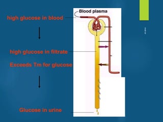 Glucose in urine
high glucose in blood
high glucose in filtrate
Exceeds Tm for glucose
vivek
sir
 