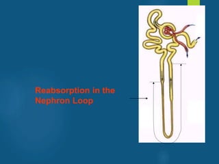 Reabsorption in the
Nephron Loop
vivek
sir
 