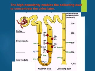 The high osmolarity enables the collecting duct
to concentrate the urine later.
vivek
sir
 