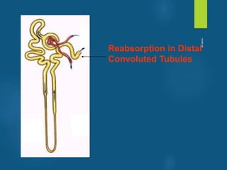 Reabsorption in Distal
Convoluted Tubules
vivek
sir
 