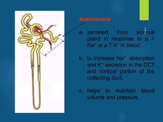 Aldosterone
a. secreted from adrenal
gland in response to a 
Na+ or a  K+ in blood
b. to increase Na+ absorption
and K+ secretion in the DCT
and cortical portion of the
collecting duct.
c. helps to maintain blood
volume and pressure.
vivek
sir
 