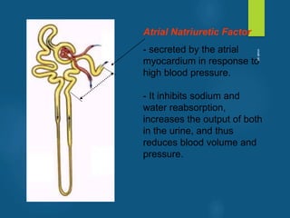 Atrial Natriuretic Factor
- secreted by the atrial
myocardium in response to
high blood pressure.
- It inhibits sodium and
water reabsorption,
increases the output of both
in the urine, and thus
reduces blood volume and
pressure.
vivek
sir
 