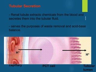 Tubular Secretion
- Renal tubule extracts chemicals from the blood and
secretes them into the tubular fluid.
- serves the purposes of waste removal and acid-base
balance.
H+
H+
capillary PCT cell Tubular
lumen
vivek
sir
 