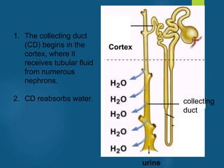1. The collecting duct
(CD) begins in the
cortex, where it
receives tubular fluid
from numerous
nephrons.
2. CD reabsorbs water.
Cortex
collecting
duct
urine
vivek
sir
 