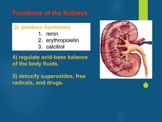 3) produce hormones
1. renin
2. erythropoietin
3. calcitrol
Functions of the Kidneys
4) regulate acid-base balance
of the body fluids.
5) detoxify superoxides, free
radicals, and drugs.
vivek
sir
 