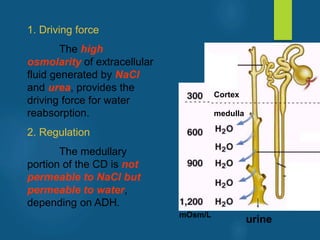 1. Driving force
The high
osmolarity of extracellular
fluid generated by NaCl
and urea, provides the
driving force for water
reabsorption.
2. Regulation
The medullary
portion of the CD is not
permeable to NaCl but
permeable to water,
depending on ADH.
Cortex
mOsm/L
medulla
urine
vivek
sir
 