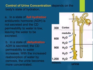 a. In a state of full hydration,
antidiuretic hormone (ADH) is
not secreted and the CD
permeability to water is low,
leaving the water to be
excreted.
Cortex
mOsm/L
medulla
Control of Urine Concentration depends on the
body's state of hydration.
urine
b. In a state of dehydration,
ADH is secreted; the CD
permeability to water
increases. With the increased
reabsorption of water by
osmosis, the urine becomes
more concentrated.
vivek
sir
 