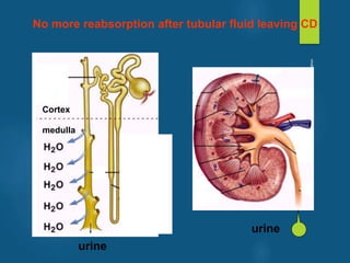 Cortex
medulla
urine
No more reabsorption after tubular fluid leaving CD
urine
vivek
sir
 
