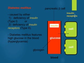 Diabetes mellitus
- caused by either
1) deficiency of insulin
(Type I) or
2) deficiency of insulin
receptors (Type II).
- Diabetes mellitus features
high glucose in the blood
(hyperglycemia)
glucose
cell
cell
blood
insulin
receptors
insulin
pancreatic  cell
glycogen
vivek
sir
 