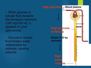 - When glucose in
tubular fluid exceeds
the transport maximum
(180 mg/100 ml), it
appears in urine
(glycosuria).
- Glucose in tubular
fluid hinders water
reabsorption by
osmosis, causing
polyuria.
high
urine
volume
high glucose
high glucose
in filtrate
Retain H2O by
osmosis
vivek
sir
 