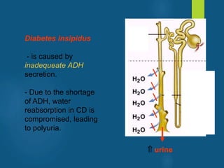 Diabetes insipidus
- is caused by
inadequeate ADH
secretion.
- Due to the shortage
of ADH, water
reabsorption in CD is
compromised, leading
to polyuria.
 urine
vivek
sir
 