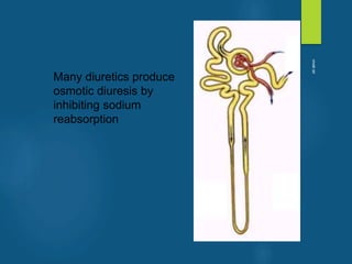 Many diuretics produce
osmotic diuresis by
inhibiting sodium
reabsorption
vivek
sir
 