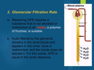 2. Glomerular Filtration Rate
a. Measuring GFR requires a
substance that is not secreted or
reabsorbed at all. Inulin, a polymer
of fructose, is suitable.
b. Inulin filtered by the glomeruli
remains in the renal tubule and
appears in the urine; none is
reabsorbed, and the tubule does not
secrete it. For this solute, GFR is
equal to the renal clearance.
vivek
sir
 