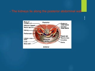- The kidneys lie along the posterior abdominal wall
vivek
sir
 