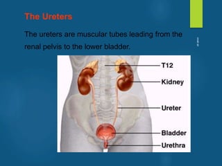 The Ureters
The ureters are muscular tubes leading from the
renal pelvis to the lower bladder.
vivek
sir
 