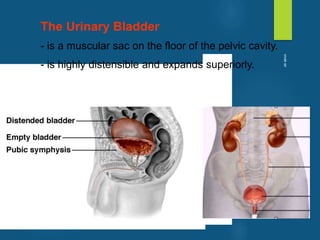 The Urinary Bladder
- is a muscular sac on the floor of the pelvic cavity.
- is highly distensible and expands superiorly.
vivek
sir
 