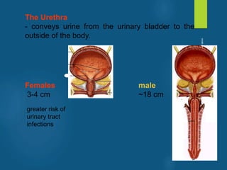 The Urethra
- conveys urine from the urinary bladder to the
outside of the body.
Females male
3-4 cm ~18 cm
greater risk of
urinary tract
infections
vivek
sir
 