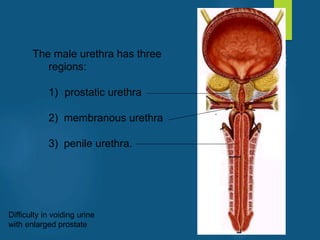 The male urethra has three
regions:
1) prostatic urethra
2) membranous urethra
3) penile urethra.
Difficulty in voiding urine
with enlarged prostate
vivek
sir
 