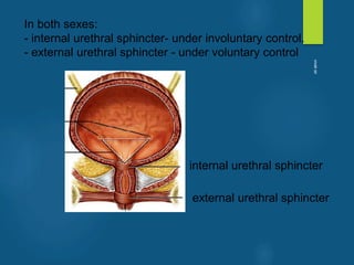 In both sexes:
- internal urethral sphincter- under involuntary control.
- external urethral sphincter - under voluntary control
internal urethral sphincter
external urethral sphincter
vivek
sir
 