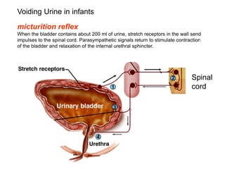 Spinal
cord
Voiding Urine in infants
micturition reflex
When the bladder contains about 200 ml of urine, stretch receptors in the wall send
impulses to the spinal cord. Parasympathetic signals return to stimulate contraction
of the bladder and relaxation of the internal urethral sphincter.
vivek
sir
 
