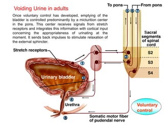 2. Once voluntary control has developed, emptying of the bladder
is controlled predominantly by a micturition center in the pons. This
center receives signals from stretch receptors and integrates this
information with cortical input concerning the appropriateness of
urinating at the moment. It sends back impulses to stimulate
relaxation of the external sphincter.
Once voluntary control has developed, emptying of the
bladder is controlled predominantly by a micturition center
in the pons. This center receives signals from stretch
receptors and integrates this information with cortical input
concerning the appropriateness of urinating at the
moment. It sends back impulses to stimulate relaxation of
the external sphincter.
Voiding Urine in adults
Voluntary
control
vivek
sir
 