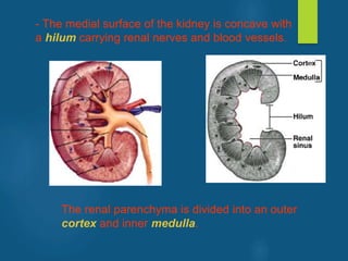 - The medial surface of the kidney is concave with
a hilum carrying renal nerves and blood vessels.
The renal parenchyma is divided into an outer
cortex and inner medulla.
vivek
sir
 