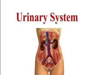 Urinary System -B.sc nursing